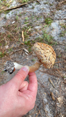 Boletellus ananas image