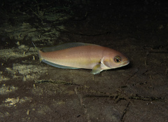 Caulolatilus princeps