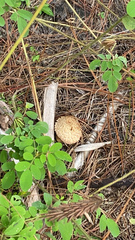 Boletellus ananas image