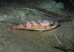 Sebastes goodei