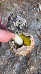 Boletellus ananas image