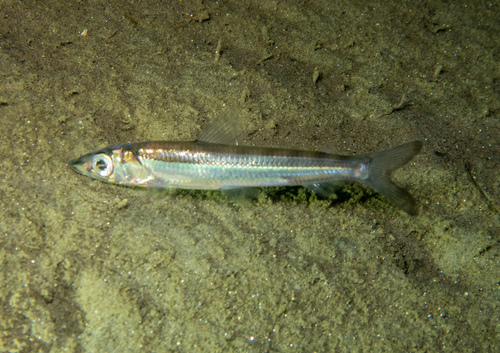 Pacific Argentine (Argentina sialis) · iNaturalist