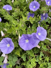 Convolvulus sabatius