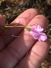 Agalinis setacea