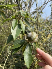 Lithocarpus konishii