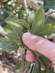 Lithocarpus konishii
