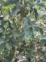 Lithocarpus konishii