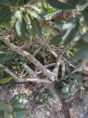 Lithocarpus konishii