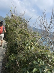 Lithocarpus konishii