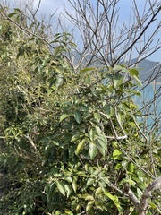 Lithocarpus konishii