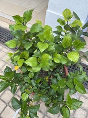 Hibiscus rosa-sinensis