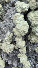 Protoparmeliopsis pinguis