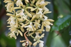 Epidendrum coronatum
