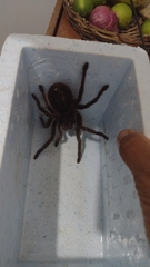 Acanthoscurria natalensis