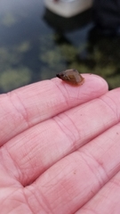 Pseudosuccinea columella