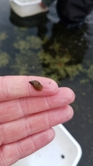 Pseudosuccinea columella