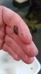 Pseudosuccinea columella