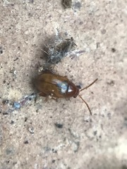 Glyptina