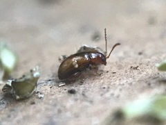 Glyptina
