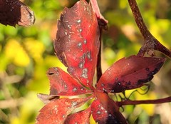 Phyllosticta parthenocissi