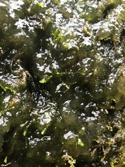 Coccomyxa