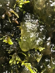 Coccomyxa
