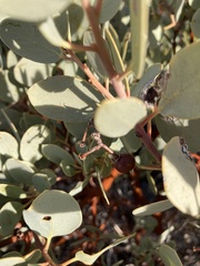 Arctostaphylos peninsularis