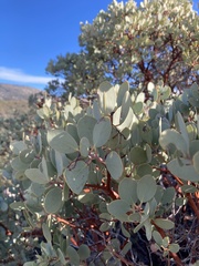 Arctostaphylos peninsularis