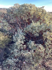 Arctostaphylos peninsularis