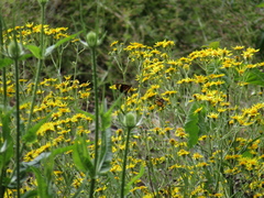 Senecio brasiliensis