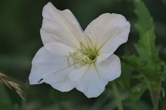 Oenothera centaurifolia