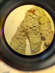 Ramalina ovalis