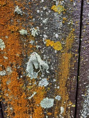 Ramalina ovalis