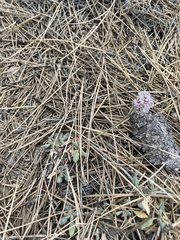 Eriogonum wrightii oresbium