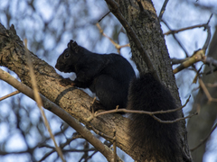 Sciurus carolinensis