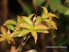 Cephalanthus tetrandra