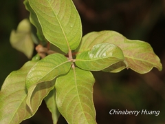 Cephalanthus tetrandra
