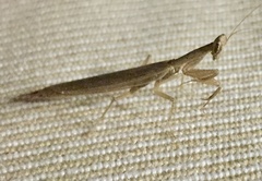 Eremiaphiloidea