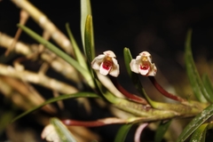 Maxillaria arbuscula