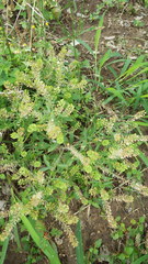 Lepidium austrinum