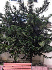 Araucaria