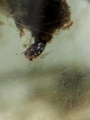 Neoplea striola