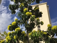 Xanthostemon