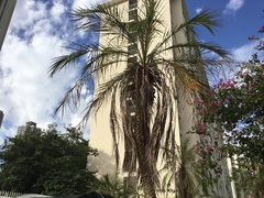 Arecaceae