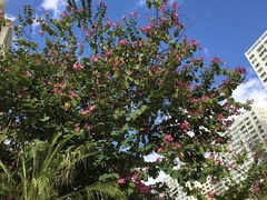Bauhinia
