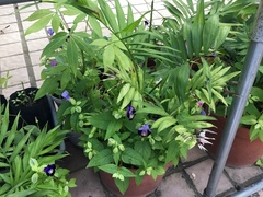 Torenia fournieri