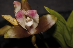 Lycaste macrophylla
