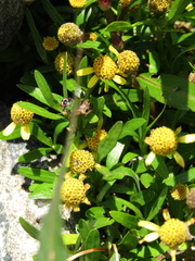 Acmella decumbens