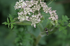 Leucozona laternaria