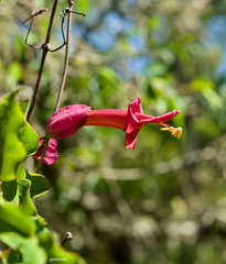 Dolichandra cynanchoides